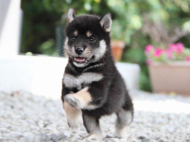 IMG_5251-shibainu-puppy