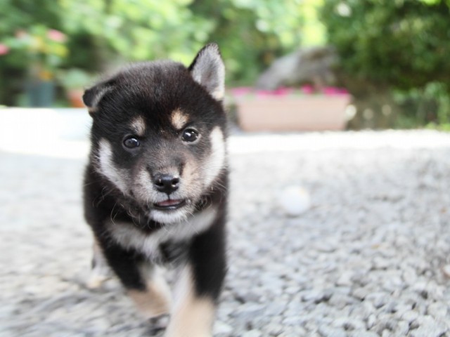 IMG_5265-shibainu-puppy