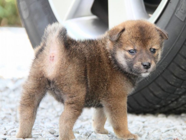 IMG_5300-shibainu-puppy