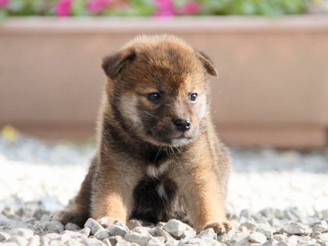 IMG_5308-shibainu-puppy