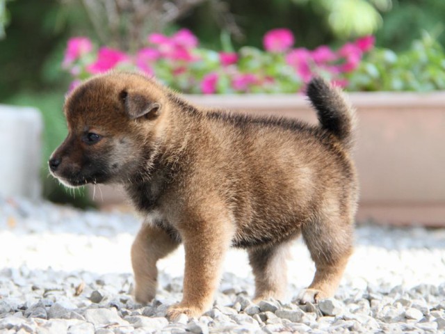 IMG_5315-shibainu-puppy