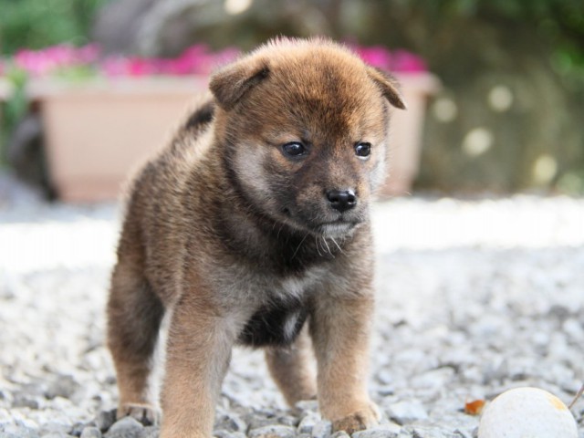 IMG_5339-shibainu-puppy