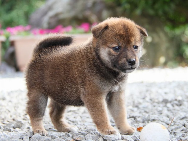 IMG_5353-shibainu-puppy