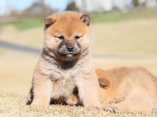 IMG_5361-shibainu-koinu