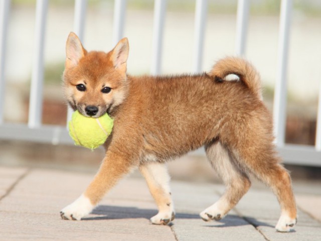 IMG_5387-shibainu-koinu