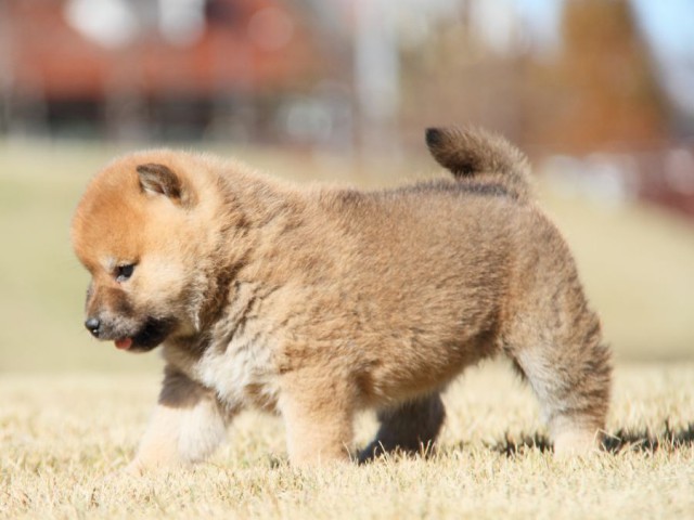 IMG_5419-shibainu-koinu