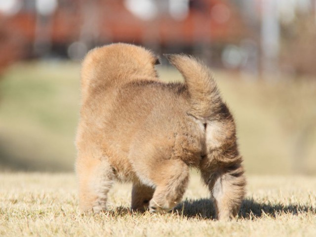 IMG_5420-shibainu-koinu