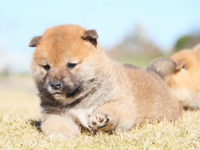 IMG_5448-shibainu-koinu