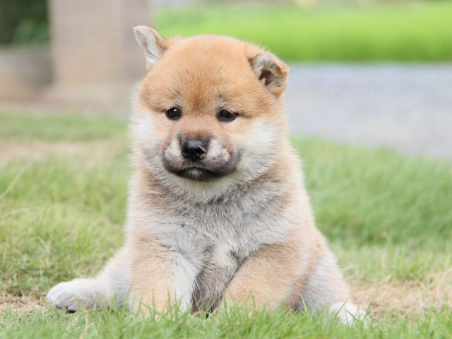 IMG_5486-shibainu Puppy