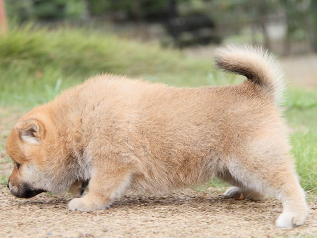 IMG_5490-shibainu Puppy