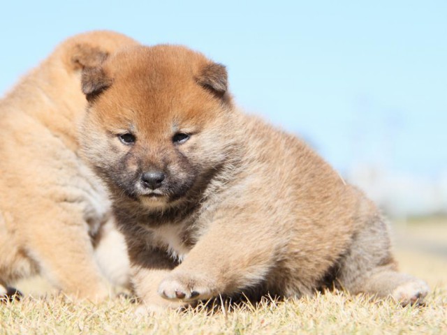 IMG_5490-shibainu-koinu