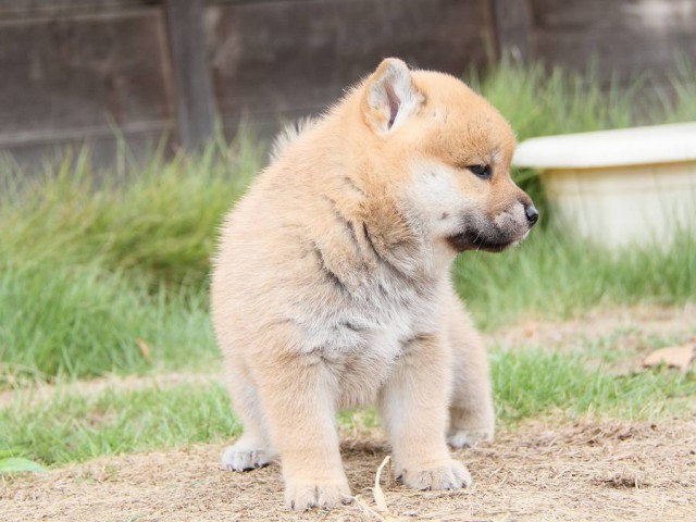 IMG_5494-shibainu Puppy