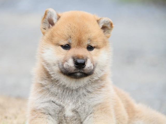 IMG_5501-shibainu Puppy