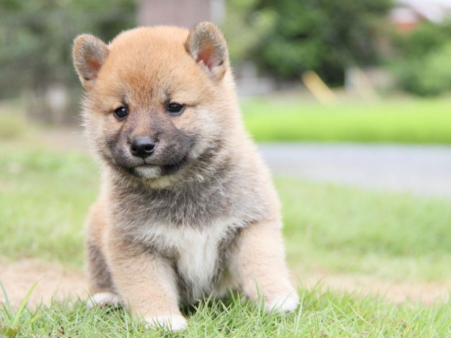 IMG_5535-shibainu Puppy