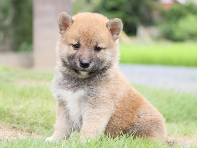 IMG_5539-shibainu Puppy