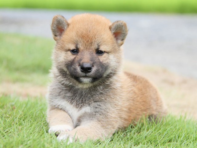 IMG_5545-shibainu Puppy