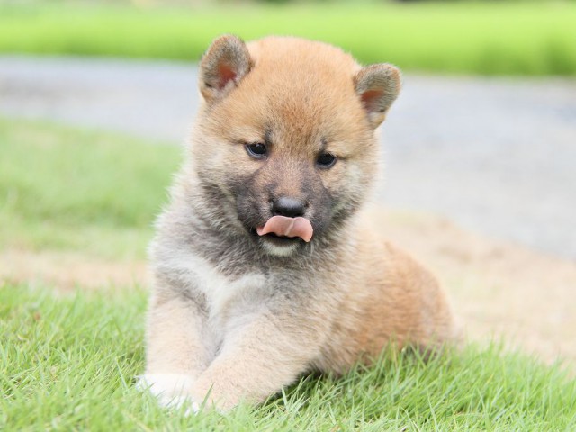 IMG_5550-shibainu Puppy