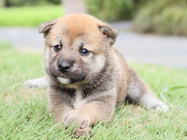 IMG_5689-shibainu Puppy