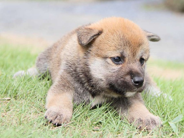 IMG_5692-shibainu Puppy