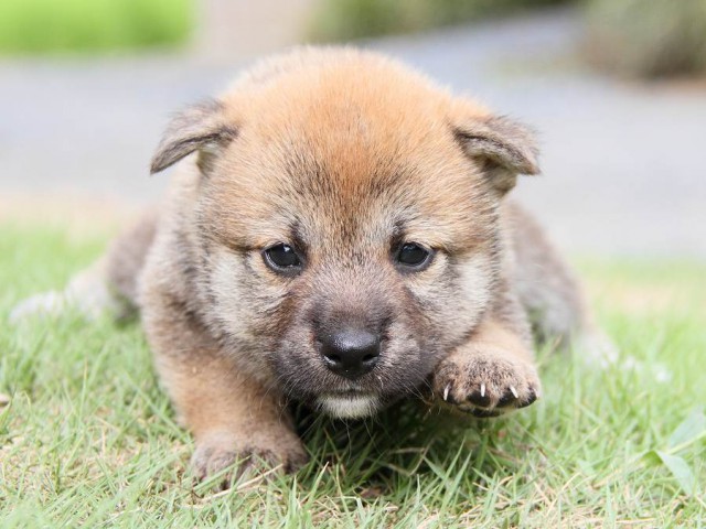 IMG_5693-shibainu Puppy