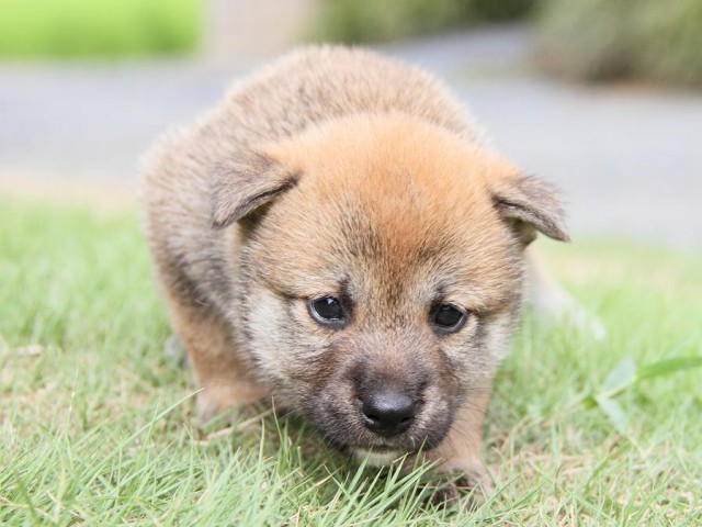 IMG_5694-shibainu Puppy