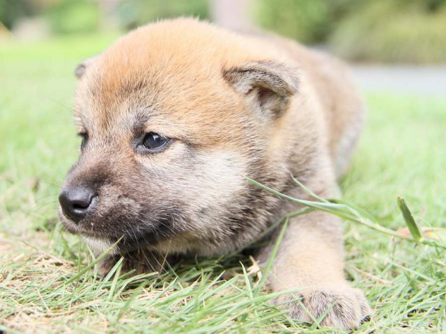 IMG_5697-shibainu Puppy