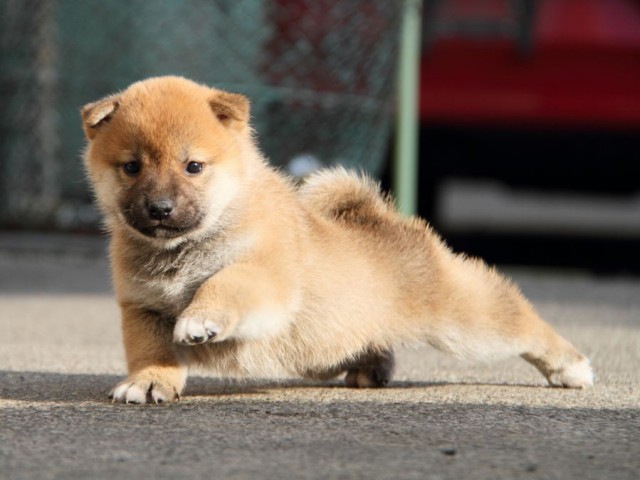 IMG_5701-shibainu-koinu