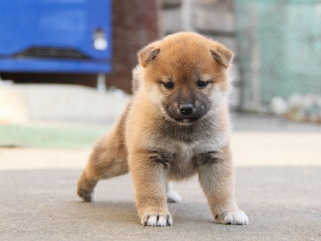 IMG_5724-shibainu-koinu