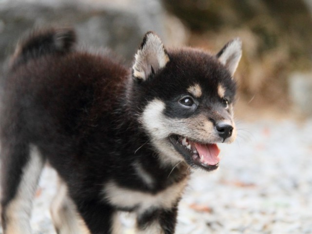 IMG_5780-shibainu-puppy