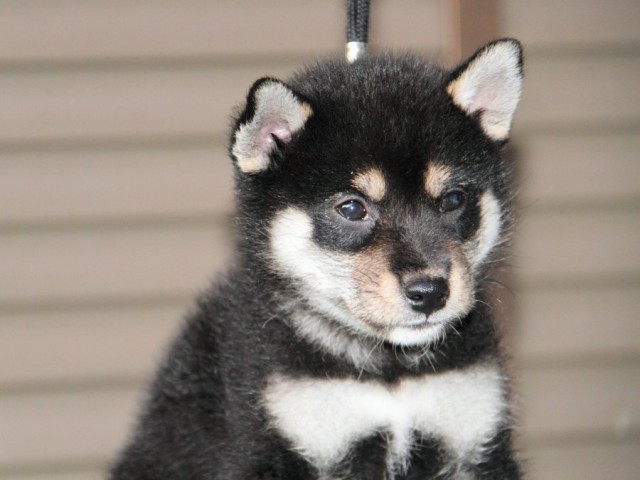 IMG_5830-shibainu-puppy