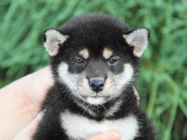 IMG_5835-shibainu-puppy