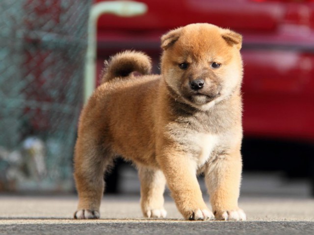 IMG_5861-shibainu-koinu