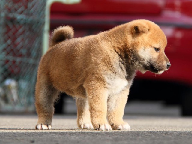 IMG_5864-shibainu-koinu