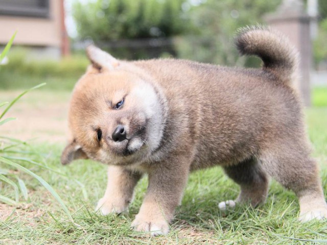 IMG_5865-shibainu Puppy