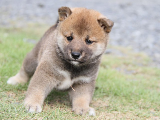 IMG_5868-shibainu Puppy