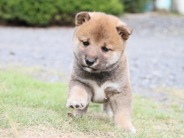 IMG_5869-shibainu Puppy