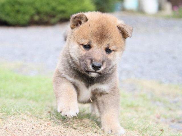 IMG_5871-shibainu Puppy