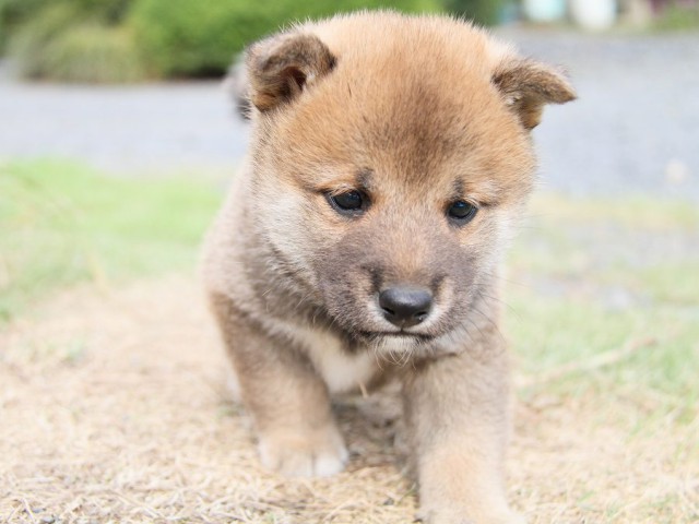 IMG_5875-shibainu Puppy