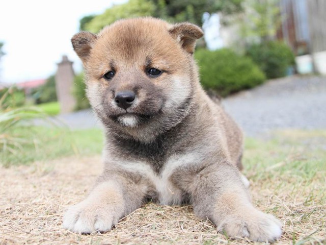 IMG_5879-shibainu Puppy