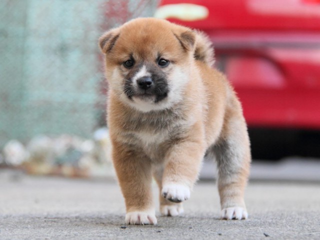 IMG_5892-shibainu-koinu