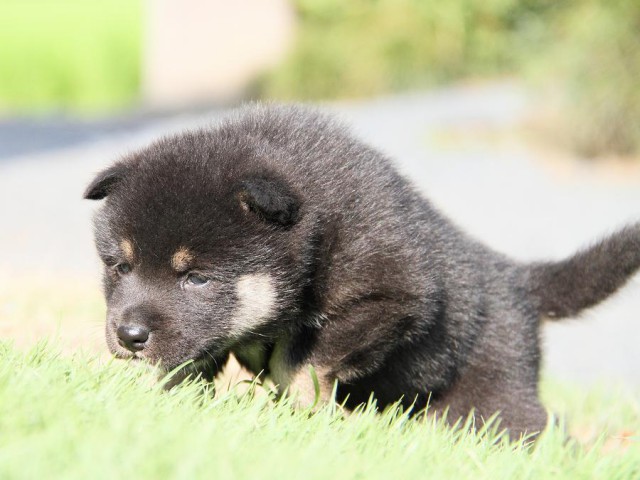 IMG_5968-shibainu Puppy