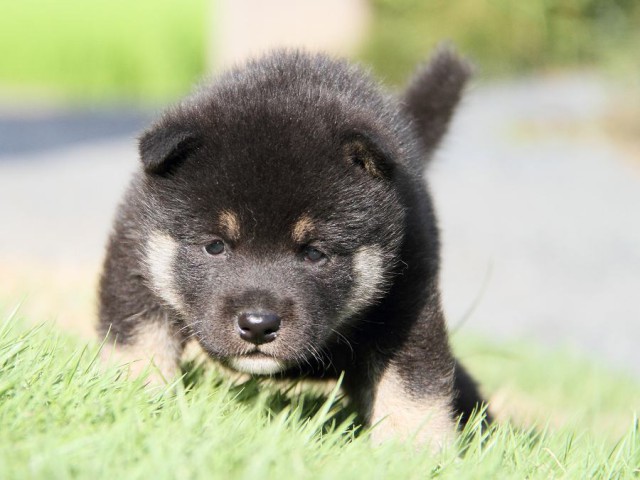 IMG_5972-shibainu Puppy