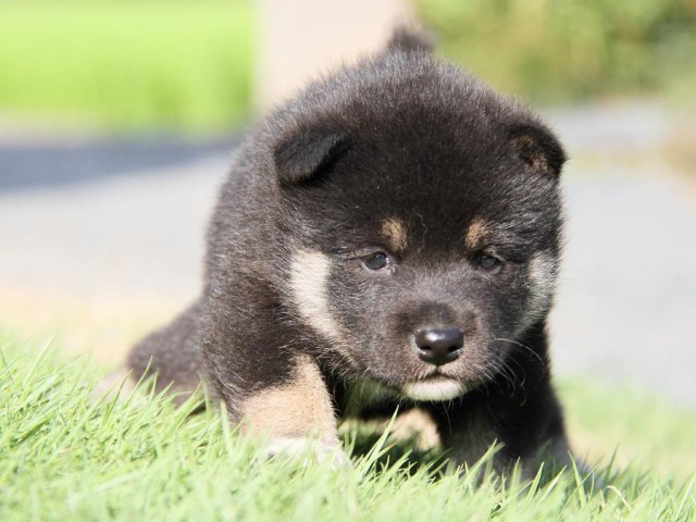 IMG_5973-shibainu Puppy