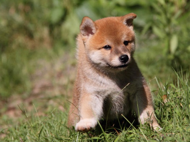 IMG_5992shiba