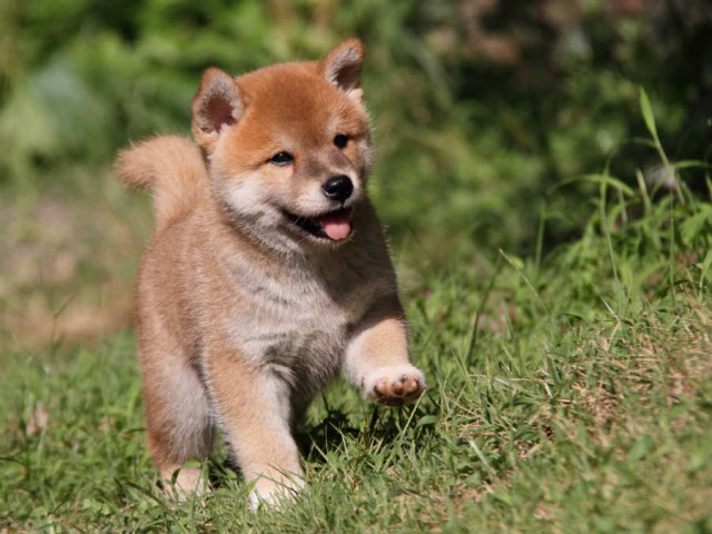 IMG_5994shiba