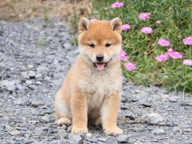 IMG_6019-shibainu-koinu