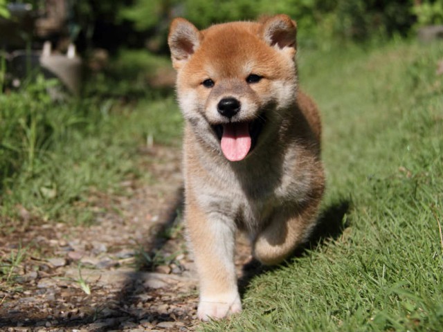 IMG_6020shiba