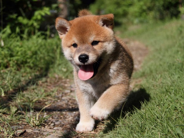 IMG_6023shiba