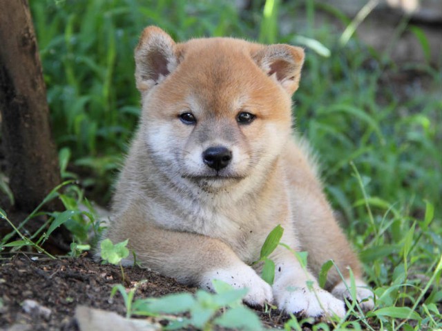 IMG_6041shiba