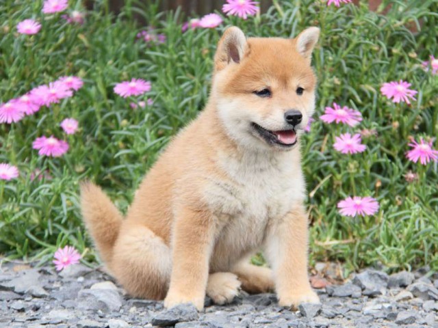 IMG_6048-shibainu-koinu